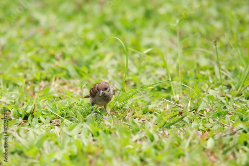 Sparrows play and forage in the grass