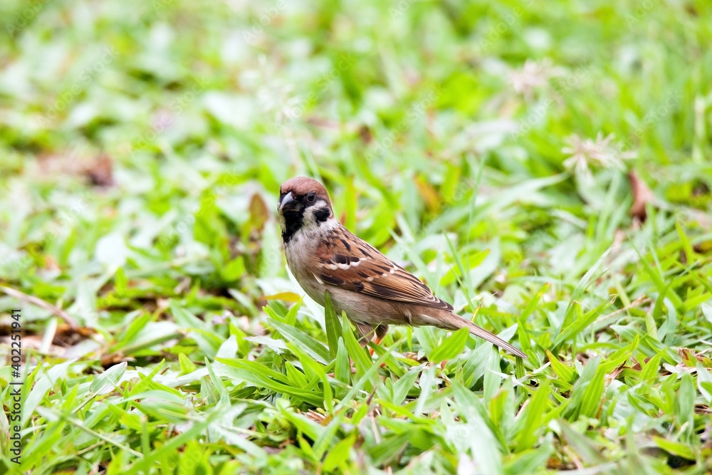 Sparrows play and forage in the grass Sparrows play and forage in the grass