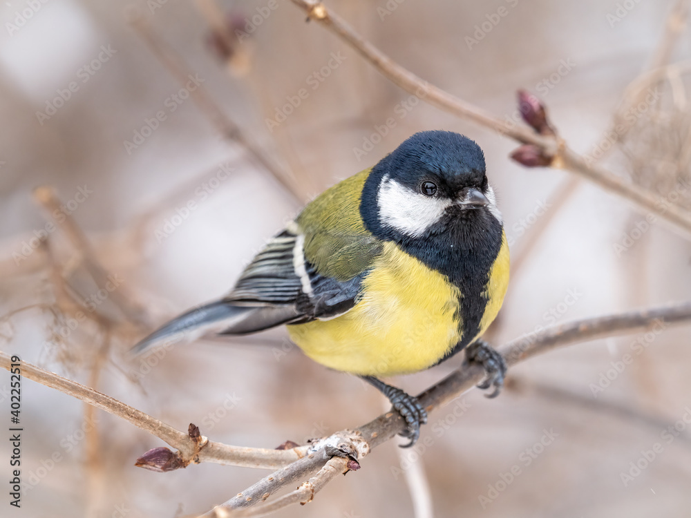 Obraz premium Cute bird Great tit, songbird sitting on a branch without leaves in the autumn or winter.