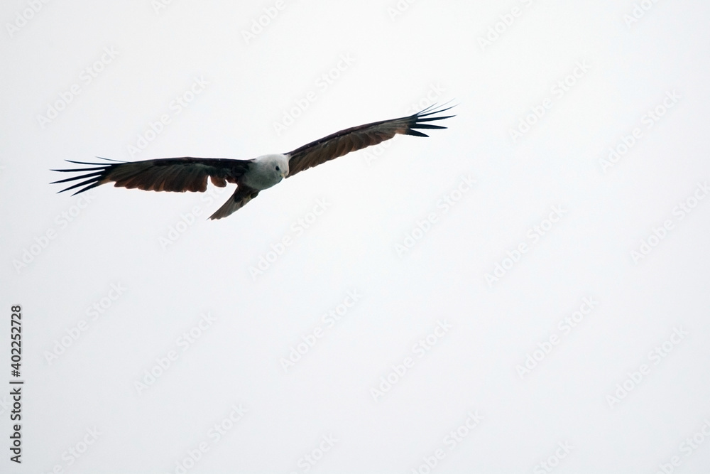 Fototapeta premium An eagle playing in the air