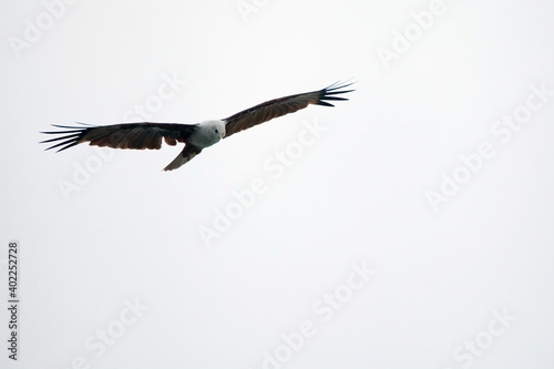 An eagle playing in the air