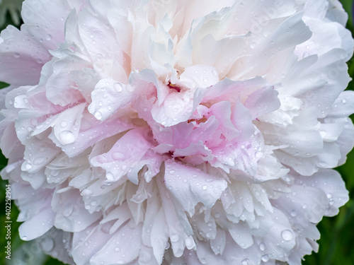 Fototapeta Naklejka Na Ścianę i Meble -  Pink peony flower with water drops after rain close up