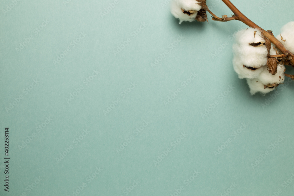 Cotton plant on green background. top view, copy space Cotton plant on green background. top view, copy space