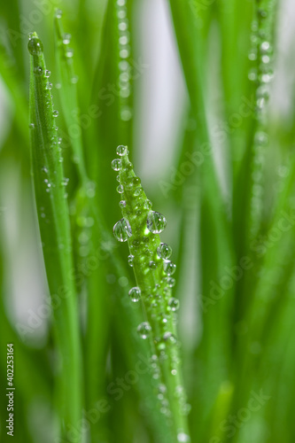Sphere drops on grass