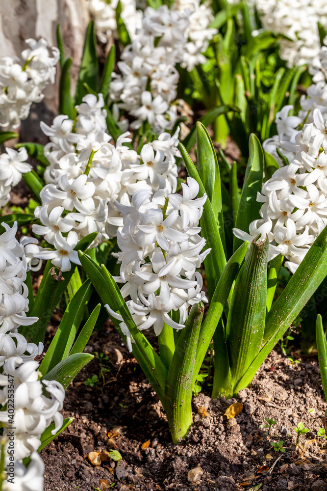 Fototapeta premium white hyacinths springtime