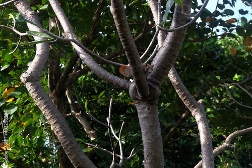 
Squirrel or Climb or Animal