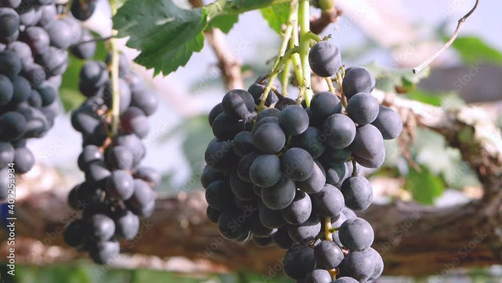 The grapes on a bunch with sunshine in a vineyard before harvesting. The grapes on a bunch with sunshine in a vineyard before harvesting.
