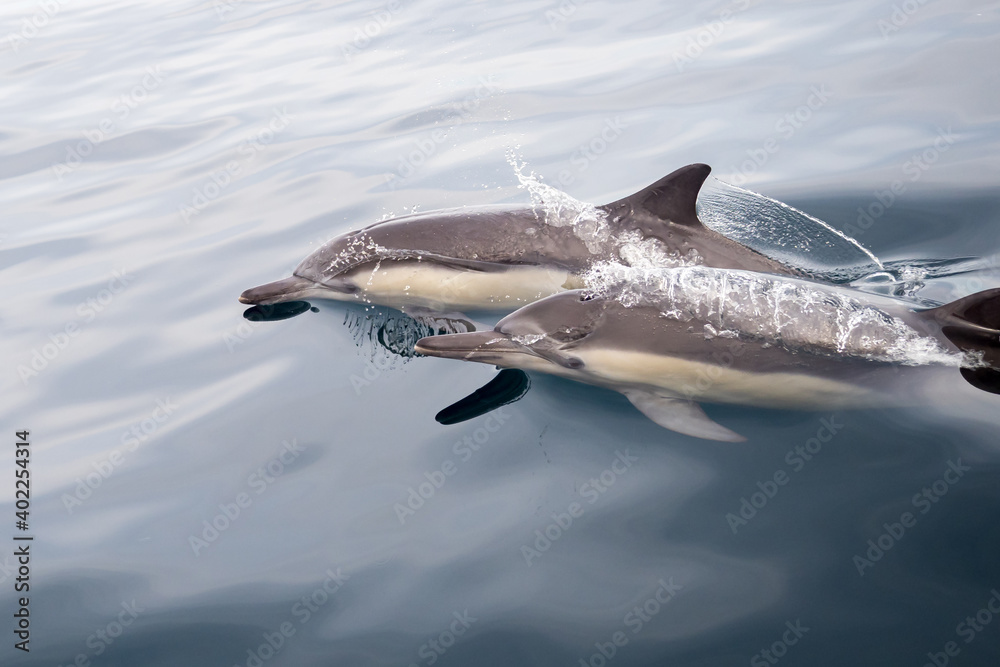 Fototapeta premium Common Dolphins Bubbling and Breaching the Surface