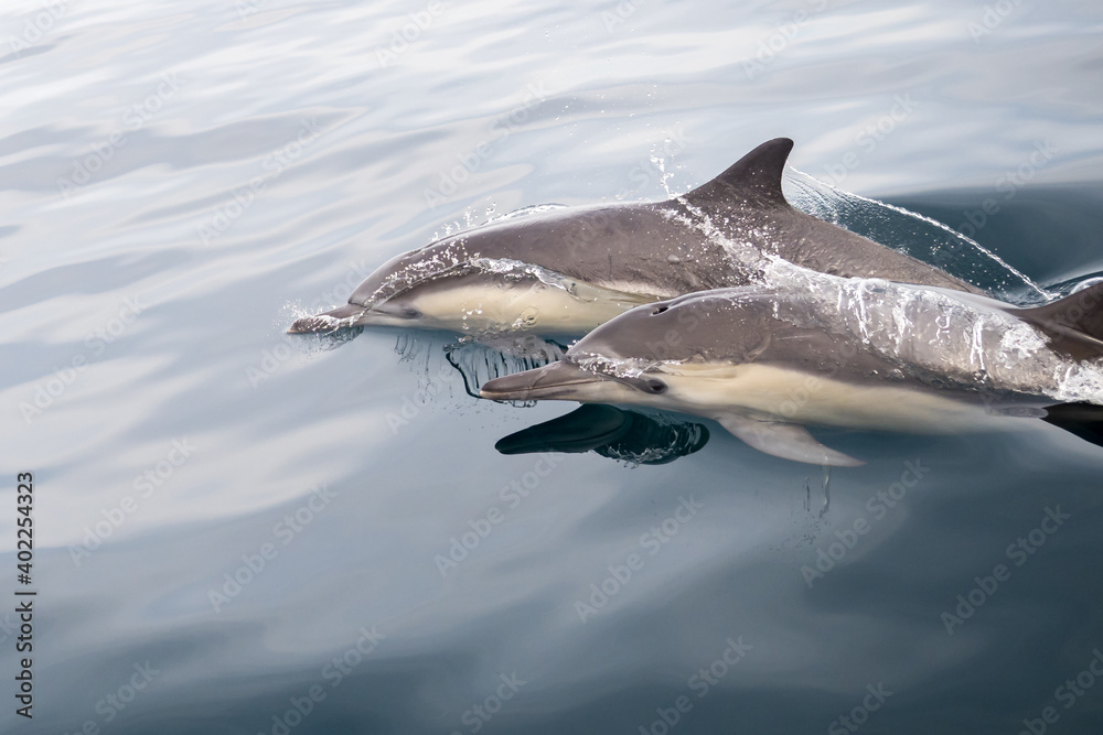 Naklejka premium Common Dolphins Bubbling and Breaching the Surface