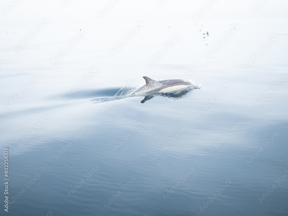 Fototapeta premium Common Dolphins Bubbling and Breaching the Surface