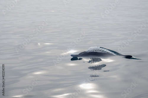 Common Dolphins Bubbling and Breaching the Surface