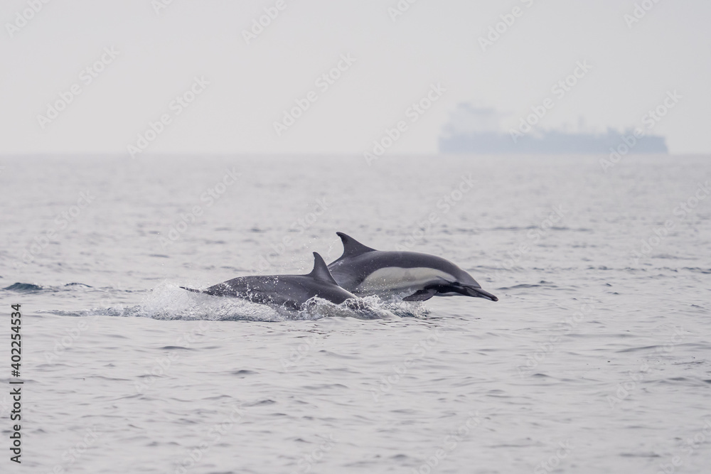 Common Dolphins Bubbling and Breaching the Surface