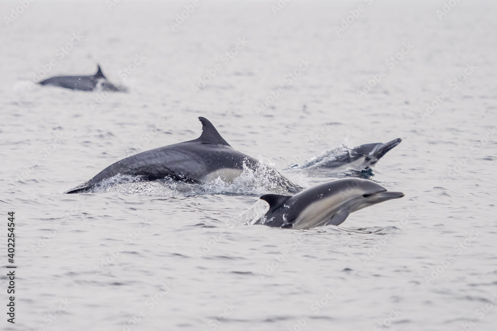 Fototapeta premium Common Dolphins Bubbling and Breaching the Surface