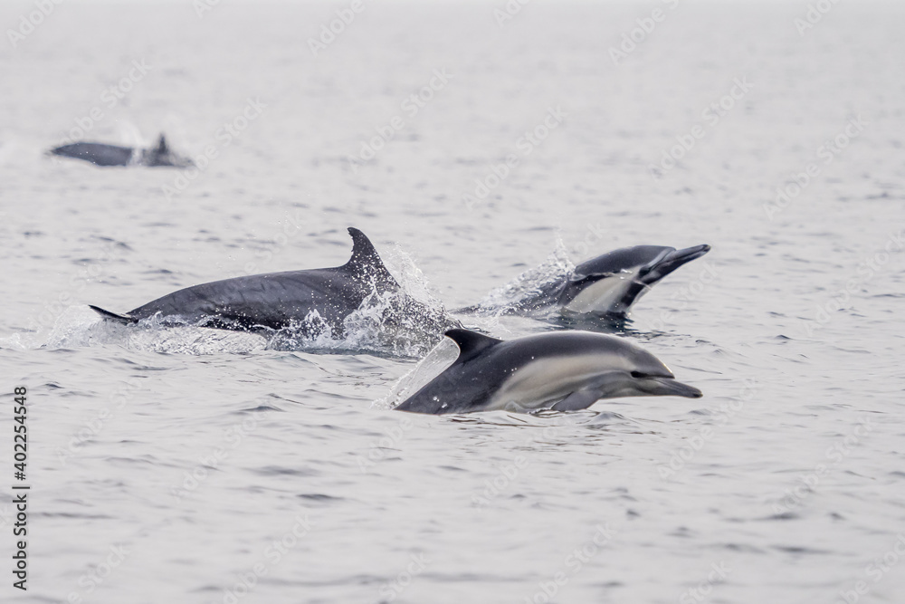 Fototapeta premium Common Dolphins Bubbling and Breaching the Surface