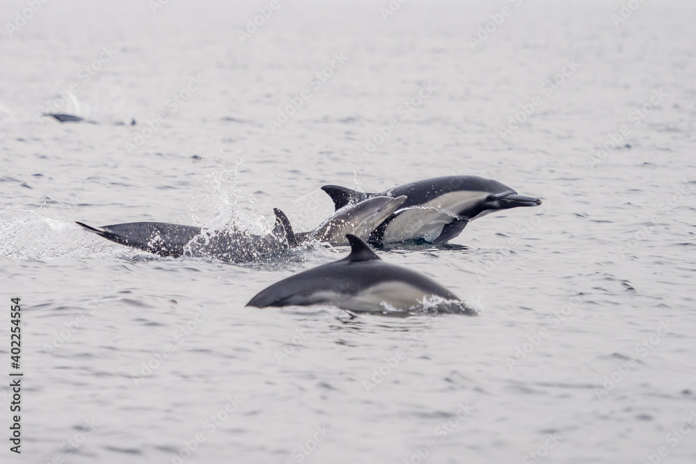 Naklejka premium Common Dolphins Bubbling and Breaching the Surface