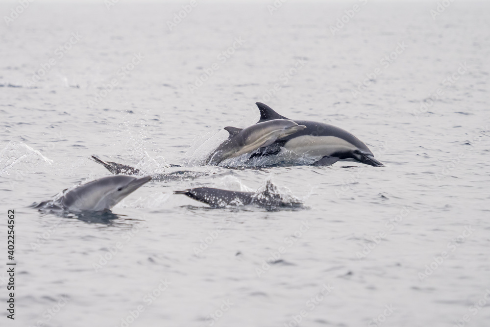 Fototapeta premium Common Dolphins Bubbling and Breaching the Surface