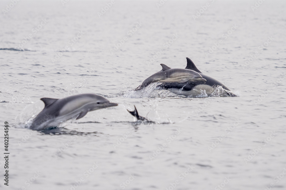 Fototapeta premium Common Dolphins Bubbling and Breaching the Surface