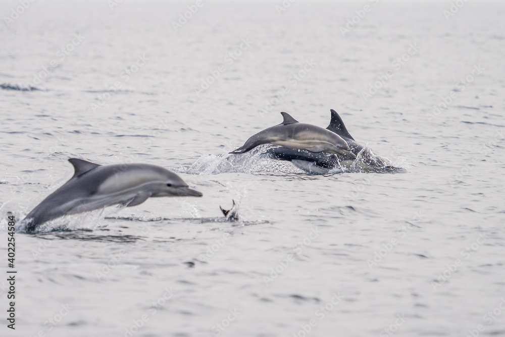 Fototapeta premium Common Dolphins Bubbling and Breaching the Surface