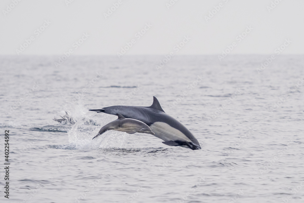 Fototapeta premium Common Dolphins Bubbling and Breaching the Surface