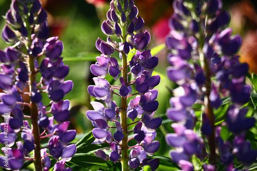 Solar spring morning. Inflorescences of a wild-growing lupinus with original flowers in violet tones.