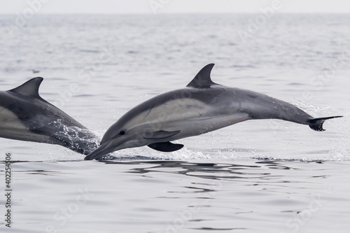 Common Dolphins Bubbling and Breaching the Surface