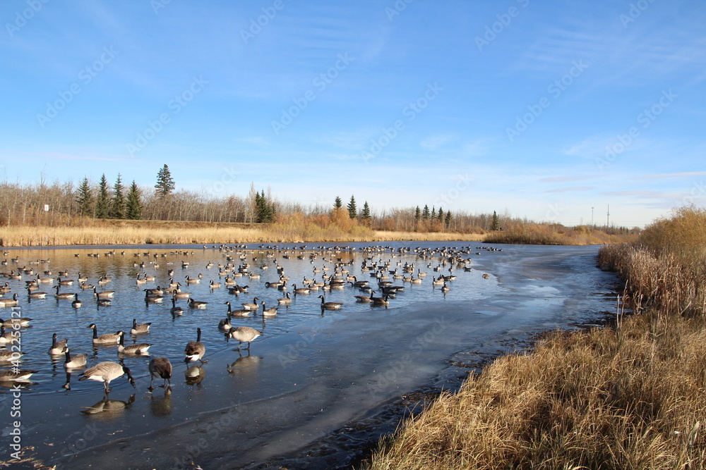 November On The Pond, Pylypow Wetlands, Edmonton, Alberta
