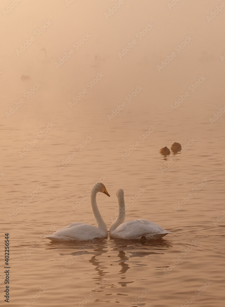 Fototapeta premium A gentle view of two white swans glowing in the morning frost in the winter light. Beautiful fog soars above the water. The love relationship between birds. Swans. Altai Republic. Siberia. Russia.