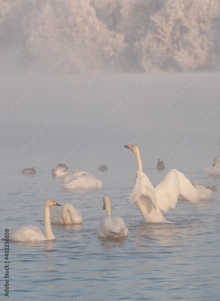 Fototapeta premium gentle view of white swans glowing in the morning frost in the winter light. Beautiful fog soars above the water. The love relationship between birds. Swans. Altai Republic. Siberia. Russia.