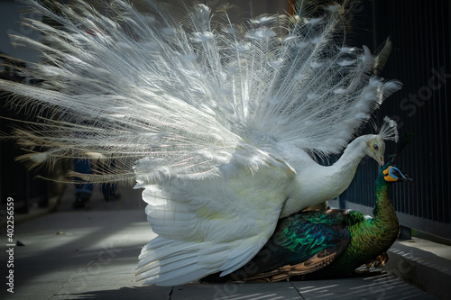 Obraz na plátně white peacock mates with green peacock