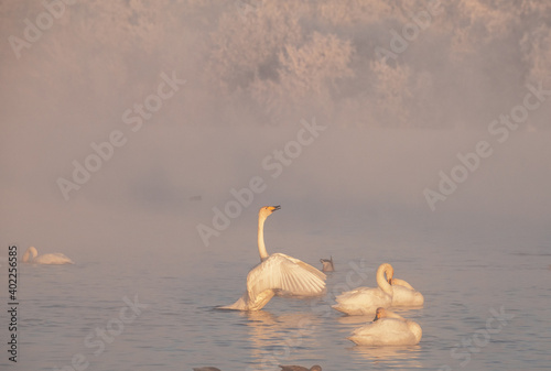 A gentle view of white swans glowing in the morning frost in the winter light. Beautiful fog soars above the water. The love relationship between birds. Swans. Altai Republic. Siberia. Russia.