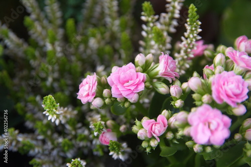 Kalanchoe blossfeldiana plant with pink flowers on dark khaki, green  background