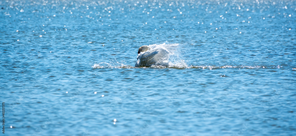 Obraz premium A white swan landed on the water with a spray.