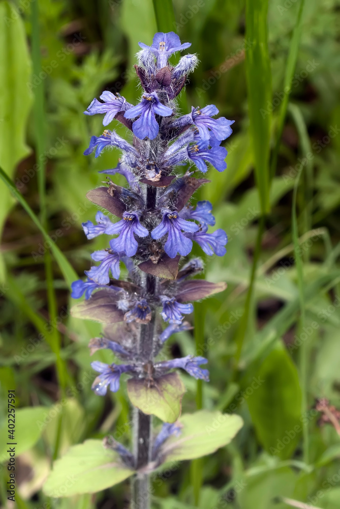 Upright bugle (Ajuga genevensis) in a wild nature Upright bugle (Ajuga genevensis) in a wild nature