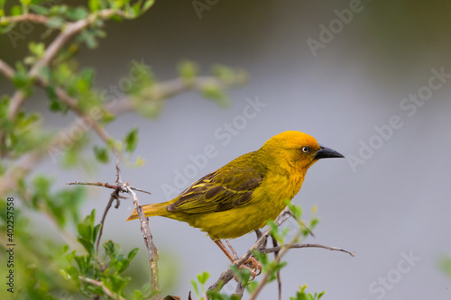 Cape Weaver bird (Ploceus capensis) in profile and closeup perched on a branch in Addo elephant national park, South Africa