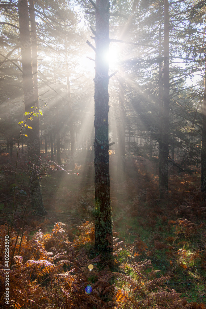Fototapeta premium Sunrise in the forest, sun rays penetrating the trees