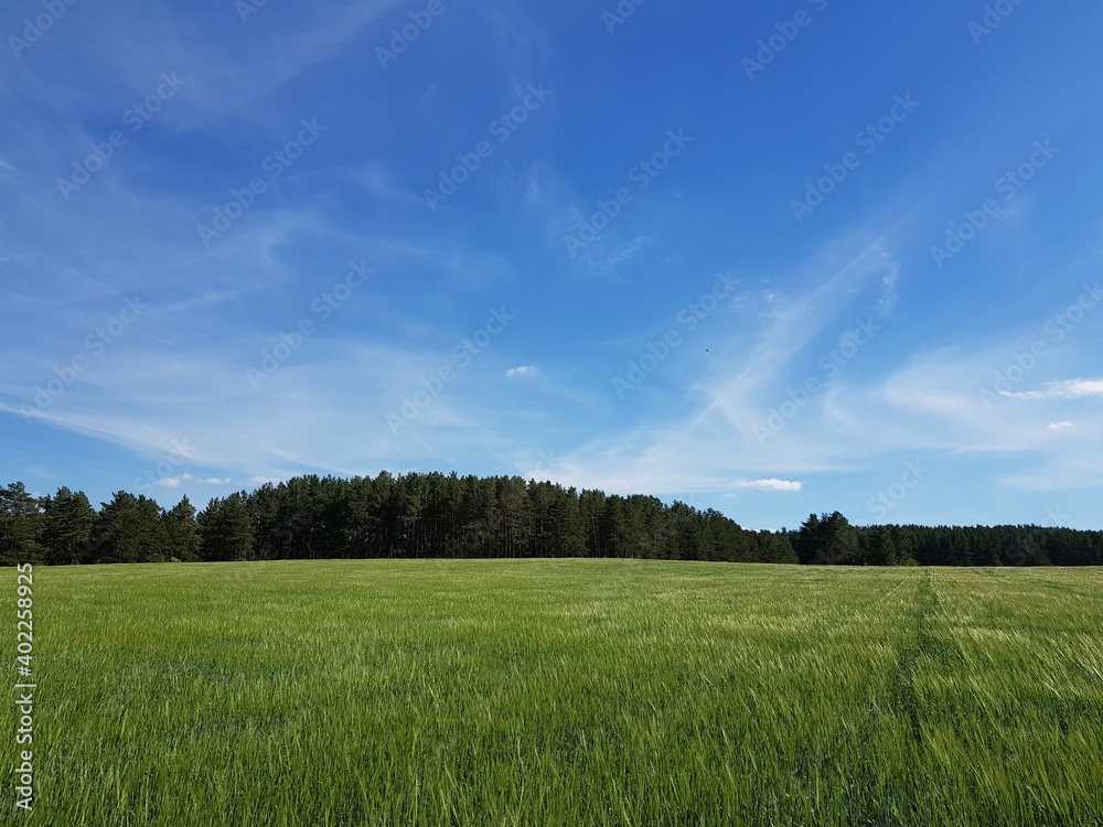 Green field of ripening wheat ears