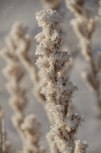 Frost on Branches © RiMa Photography