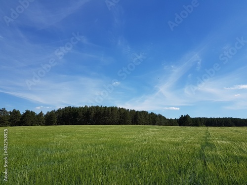 Green field of ripening wheat ears