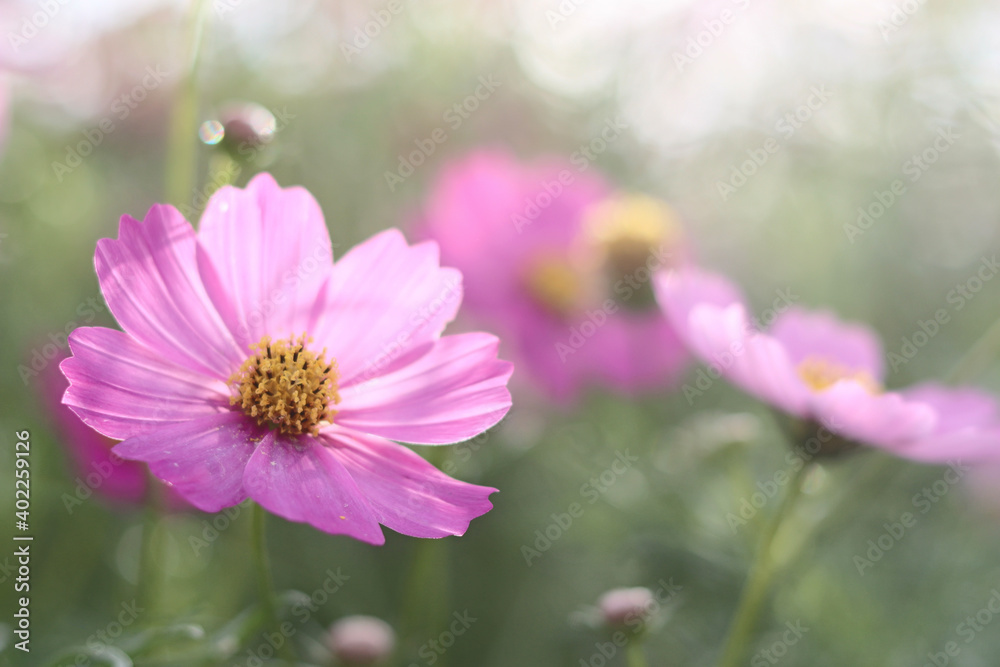 pink cosmos flower