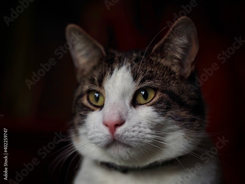 Portrait of a Tabby Cat 