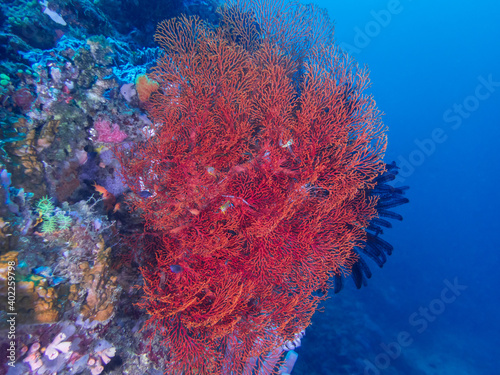 Colorful coral reef near near Anilao, Batangas,, Philippines. Marine life and underwater photography.