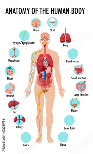 Anatomy of the human body information infographic