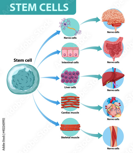 Information poster on human stem cells