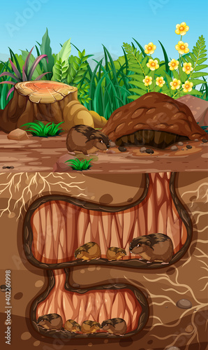 Underground animal hole with many talpidaes