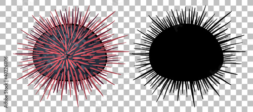 Urchin with its silhouette on transparent background