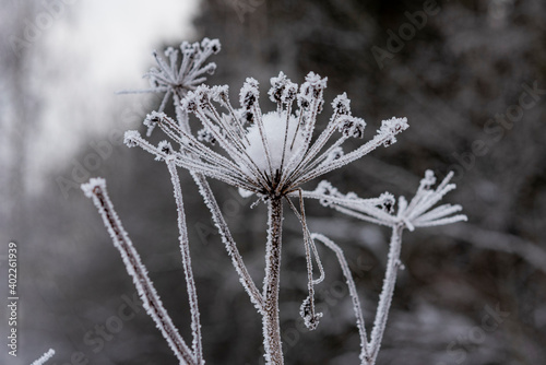 Closeup of flower covered with ice © Nikolay