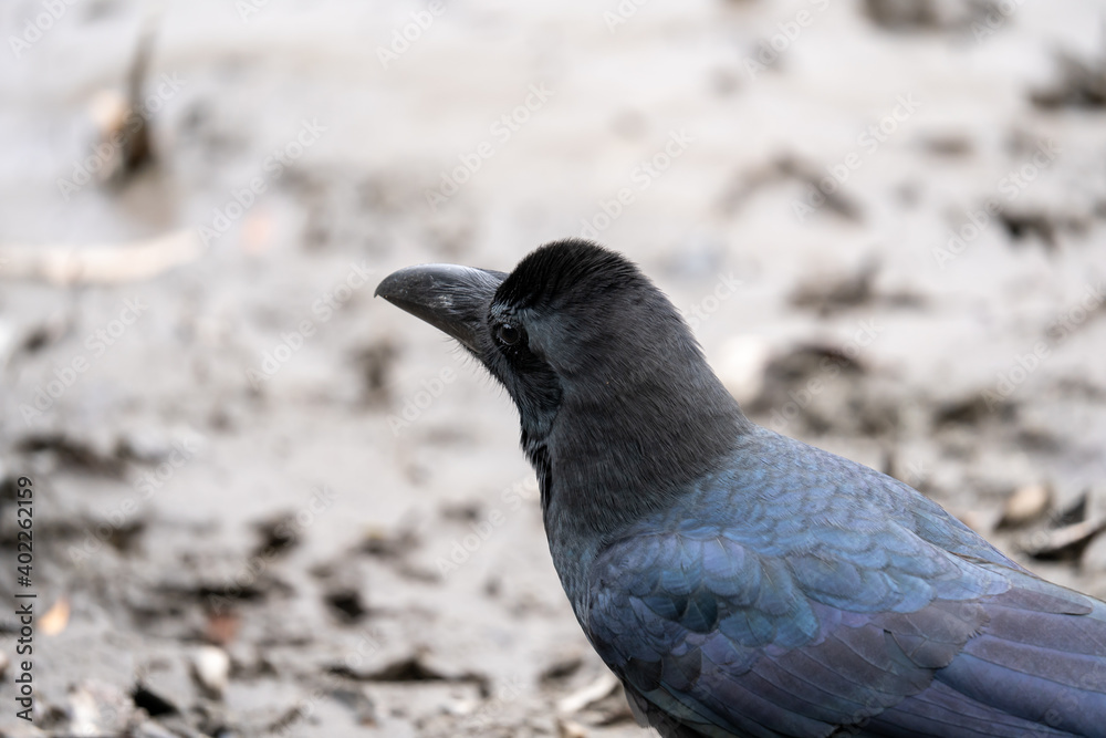 Fototapeta premium 土の上でエサを探すカラス