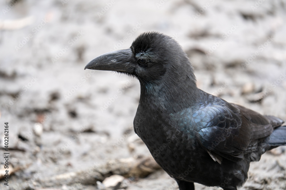 Fototapeta premium 土の上でエサを探すカラス