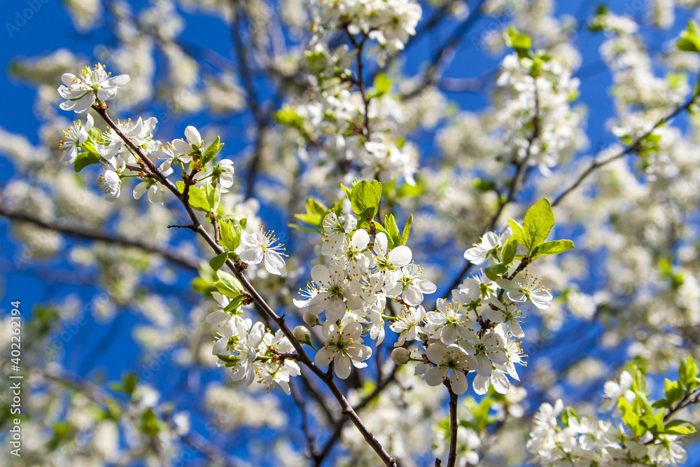 Blooming plum tree. Blooming plum branch against the blue sky. Blooming plum tree. Blooming plum branch against the blue sky.