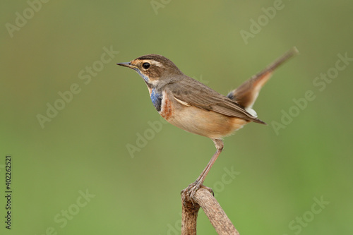 Happy bird on thin branch over fine green background in nature, Brown bird with blue and orange marking feathers moving tail